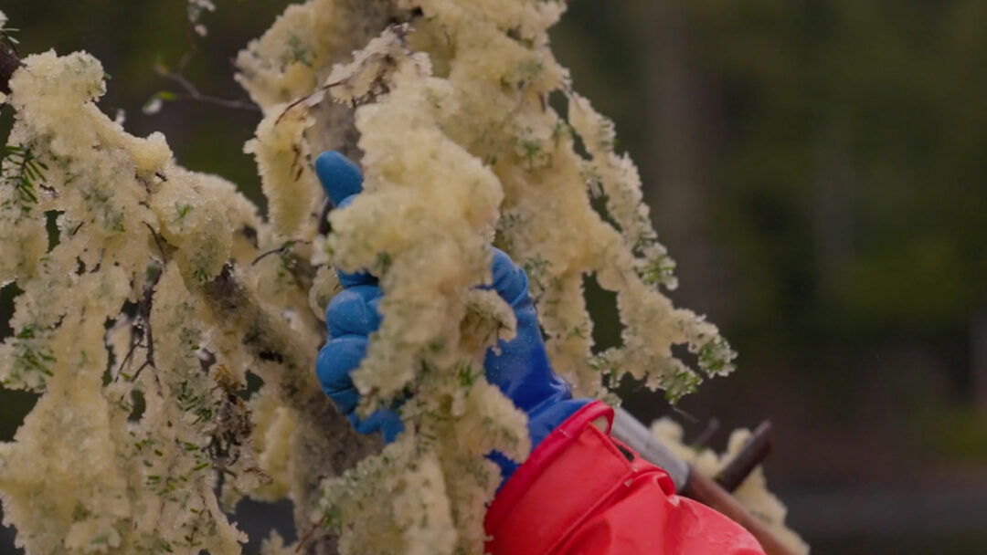 Goldbelt Inc | Herring Egg Harvest