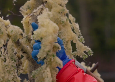 Goldbelt Inc | Herring Egg Harvest