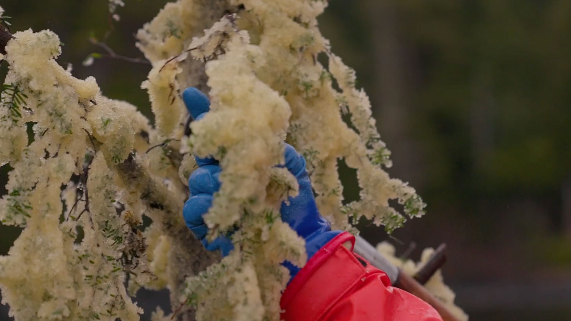 - Frostline Studios Goldbelt HerringEggHarvest - Frostline Studios - We Are Goldbelt Series